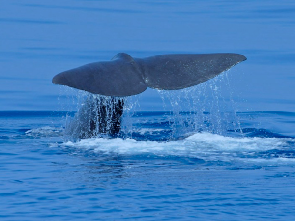 Osservazione Cetacei