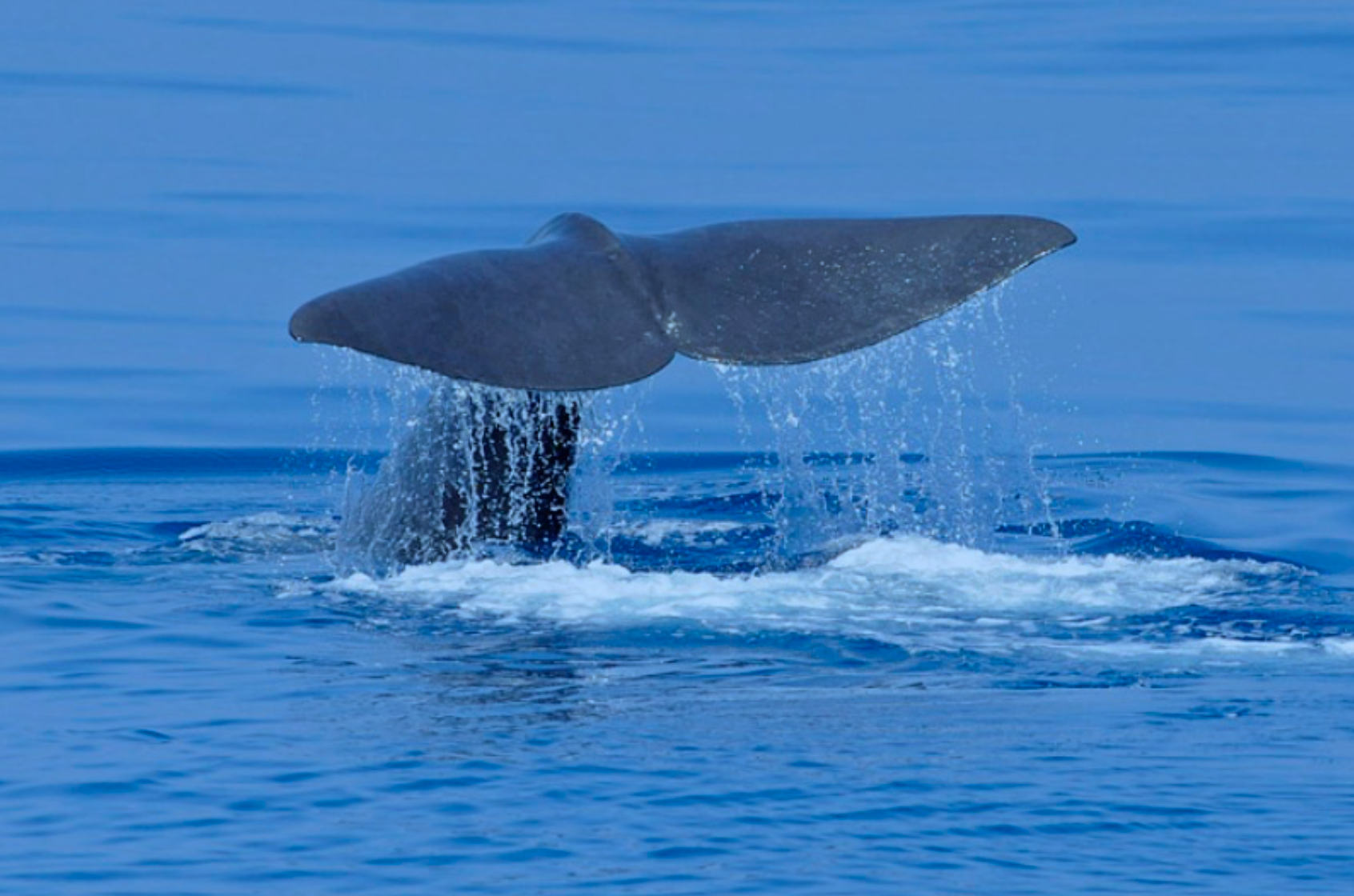 Whale watching italy